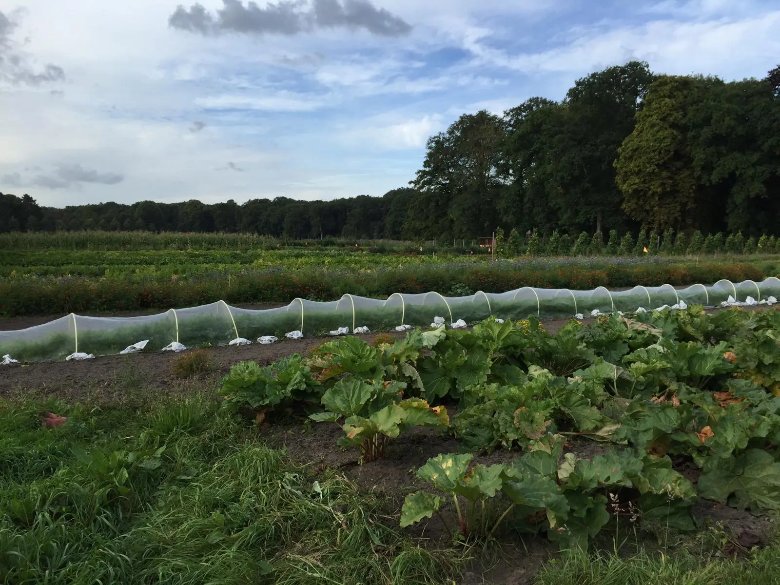 De moestuin van Buitenplaats Leyduin