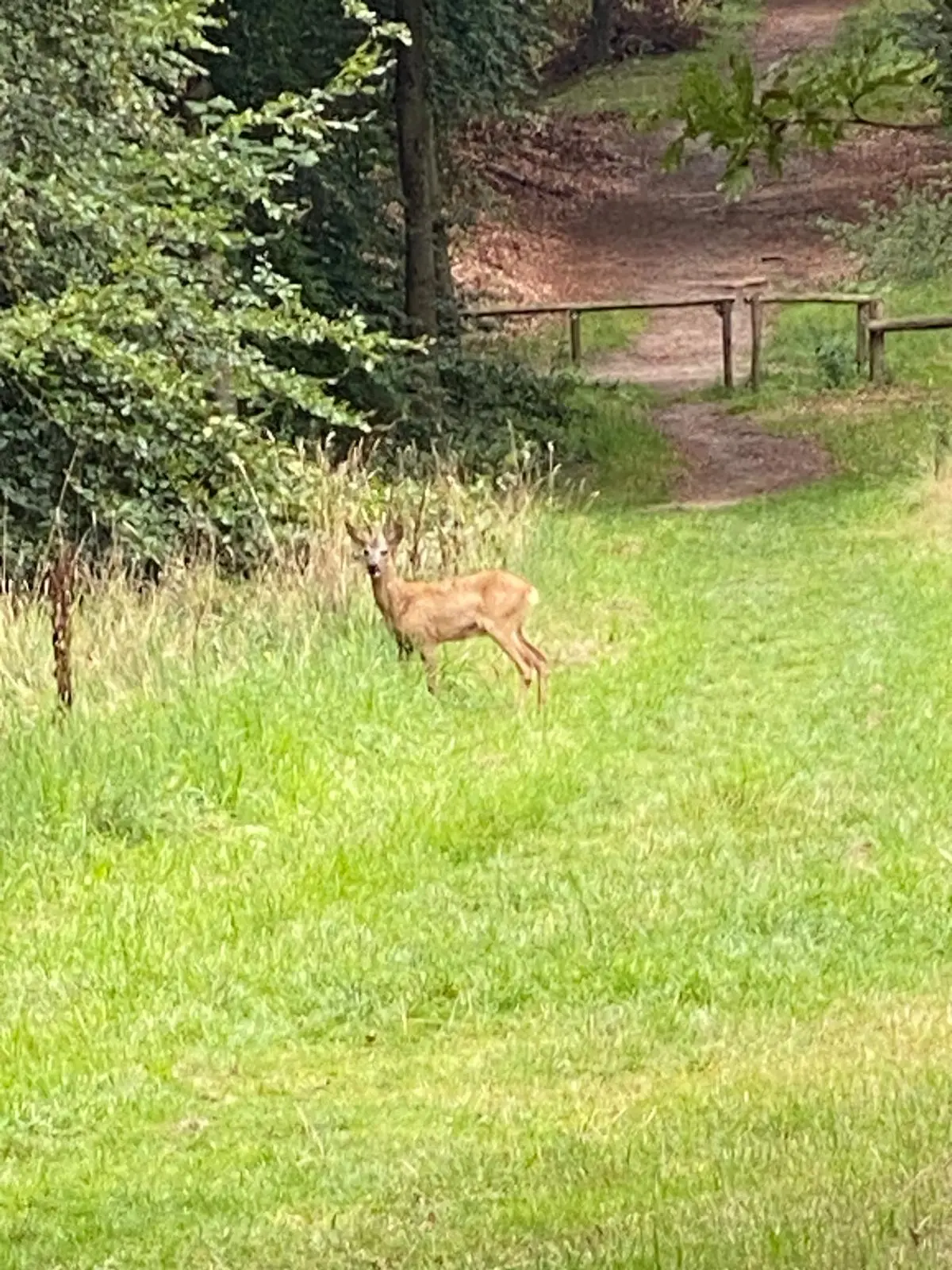 Ree in het duingebied van Buitenplaats Leyduin bij Heemstede